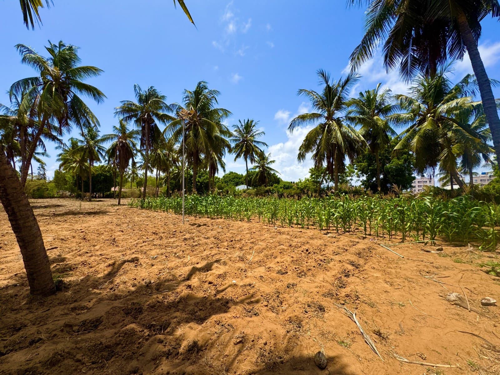 Coastal vegetation on the Kilifi land