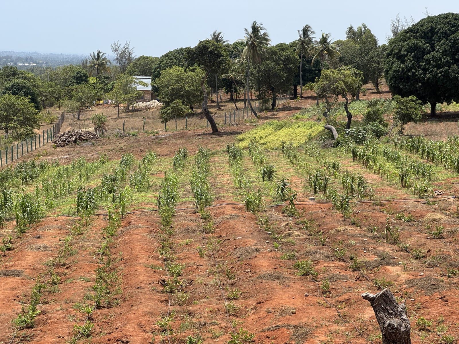 Highland view across the Kwale land