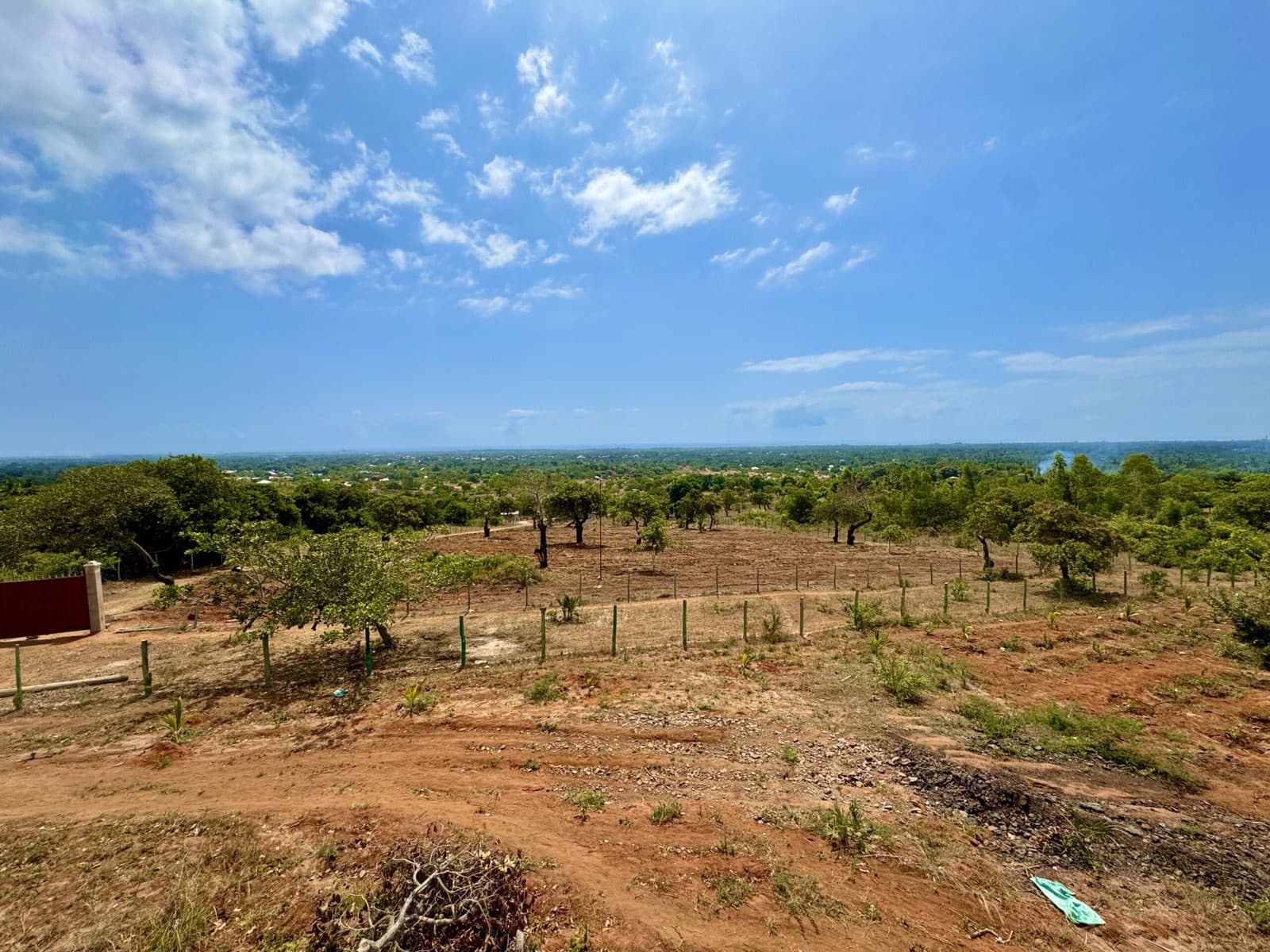 Lush ground cover on the Kwale land