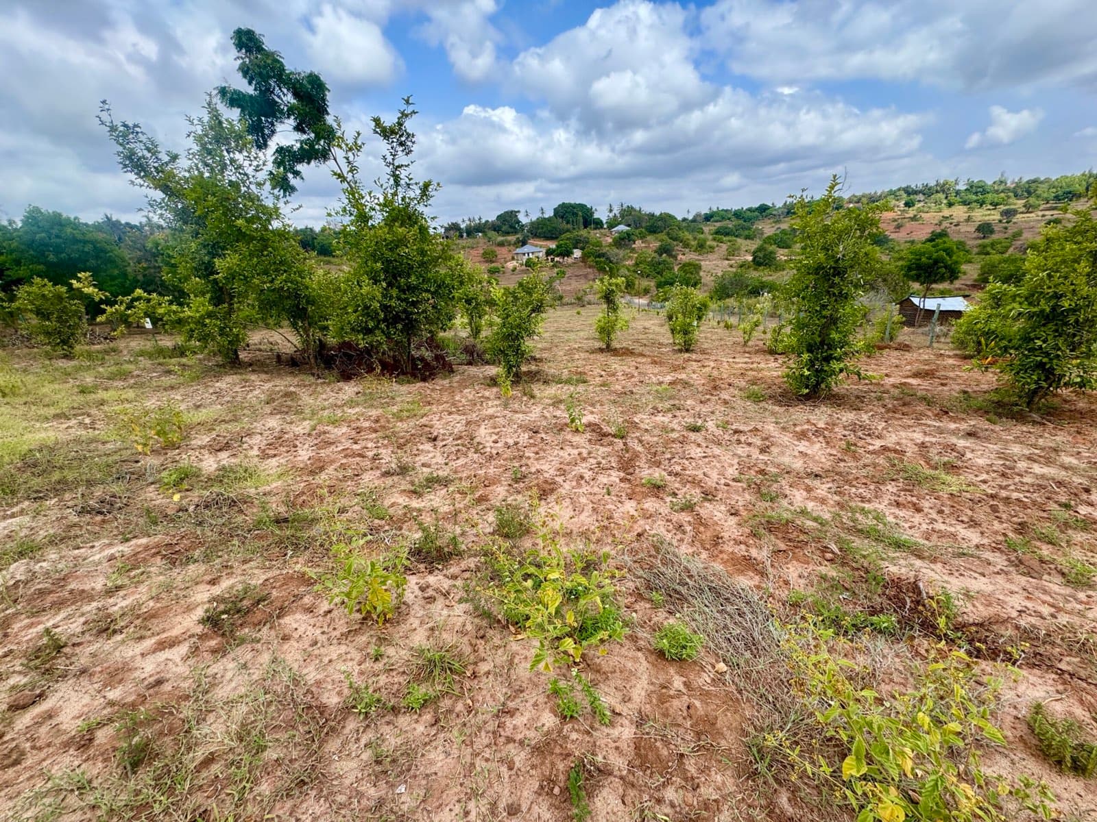 A plot on the Kwale highlands